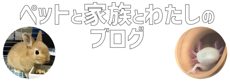 ウーパールーパーを飼育し始めて3ヶ月が経ちました ペットと家族とわたしのブログ